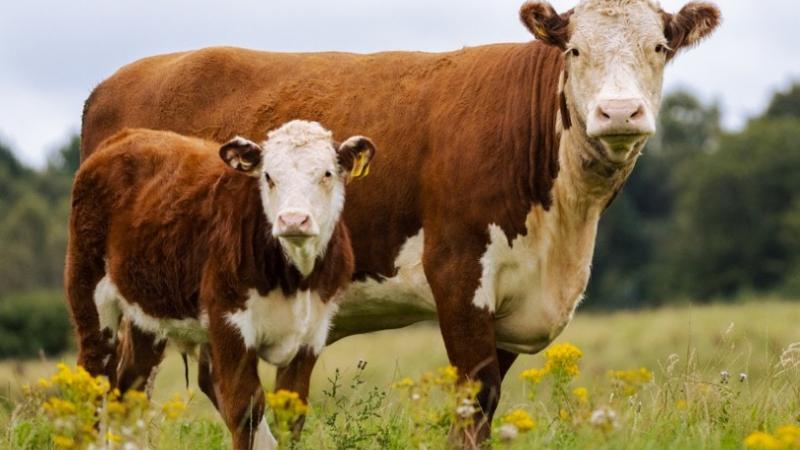 Cattlemen
